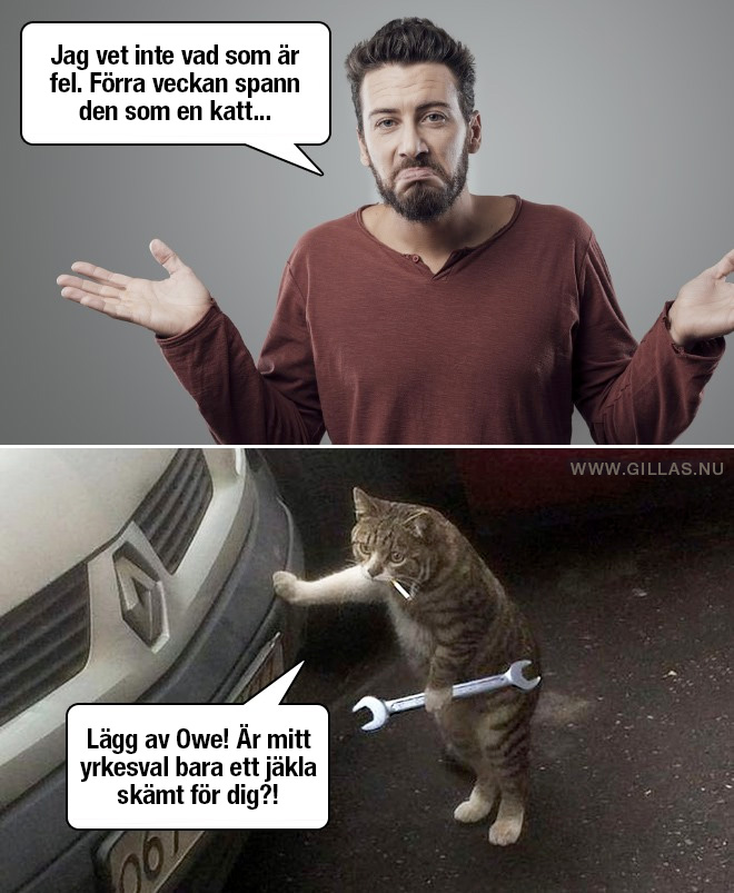 Katt som bilmekaniker