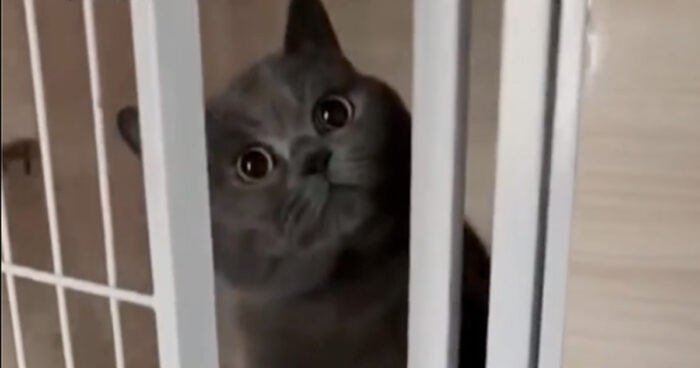 VIDEO: Katten blir påkommen när den försöker smita ut, men den löser det snyggt ändå!