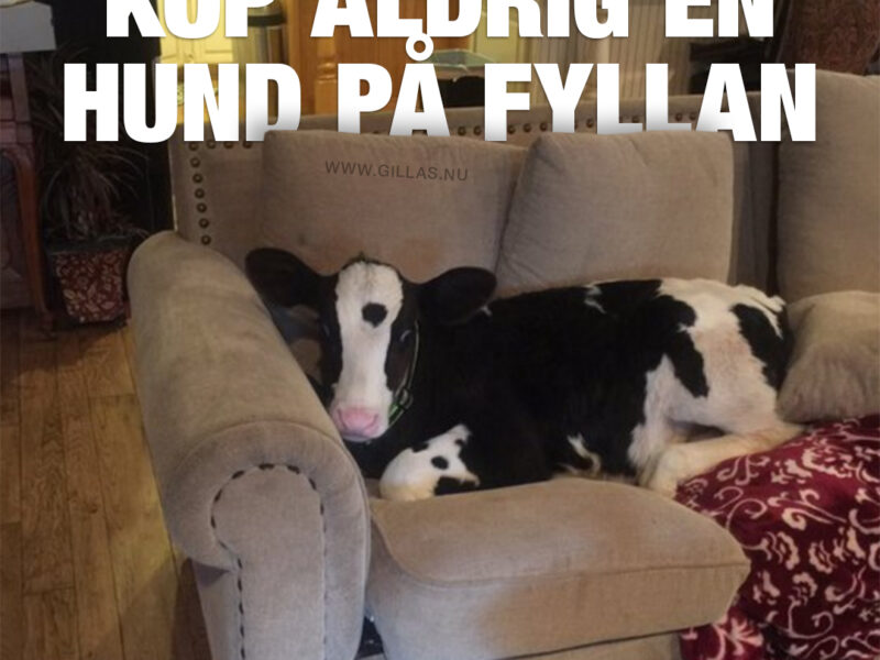Rolig bild på ko som ligger i soffa - Köp aldrig en hund på fyllan