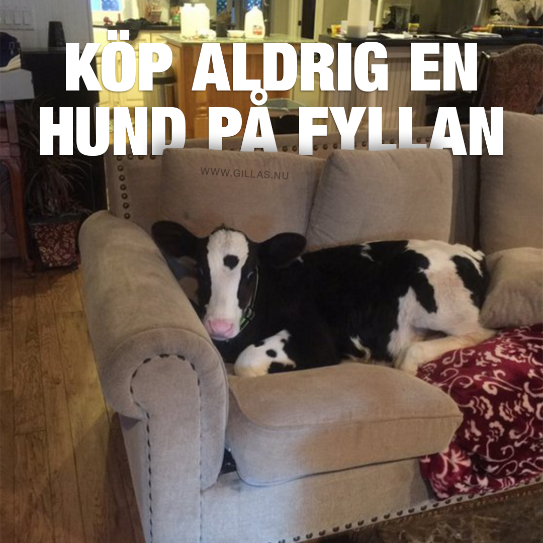 Rolig bild på ko som ligger i soffa - Köp aldrig en hund på fyllan